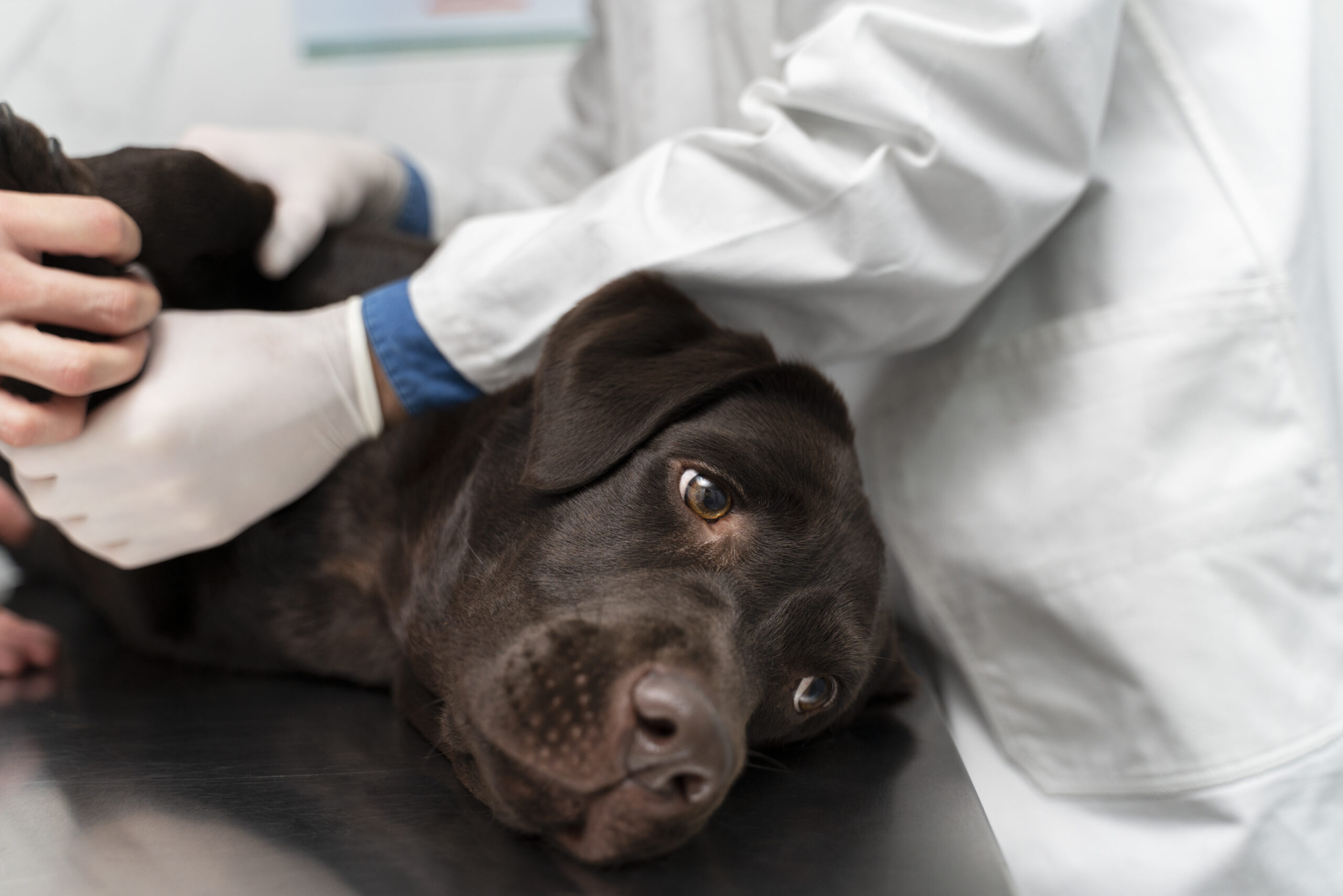 10 Sinais de que seu cachorro pode estar doente