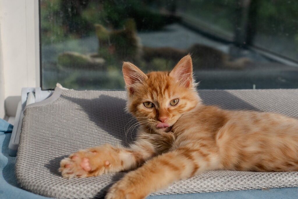 Como Montar um Cantinho Ideal para o Seu Gato Dentro de Casa