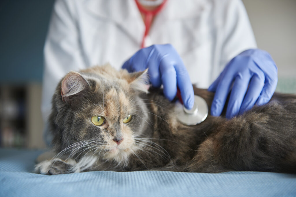 Infecção urinária em gatos: sintomas, tratamento e prevenção
