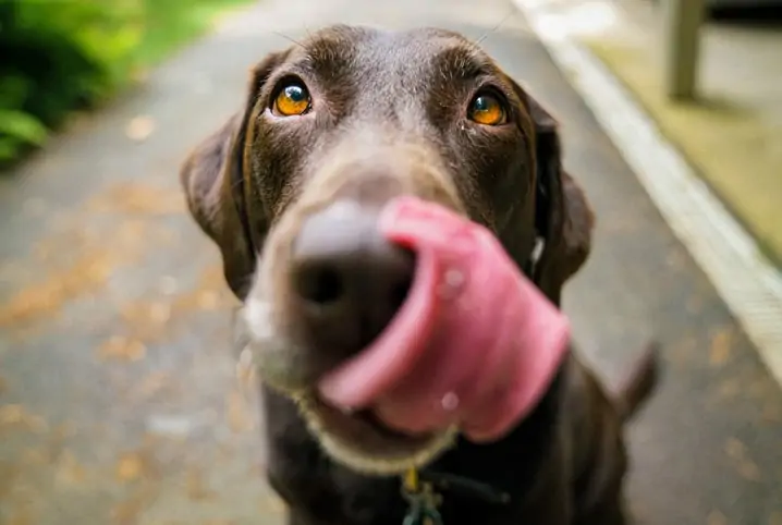 Meu cachorro comeu algo tóxico: o que fazer agora?