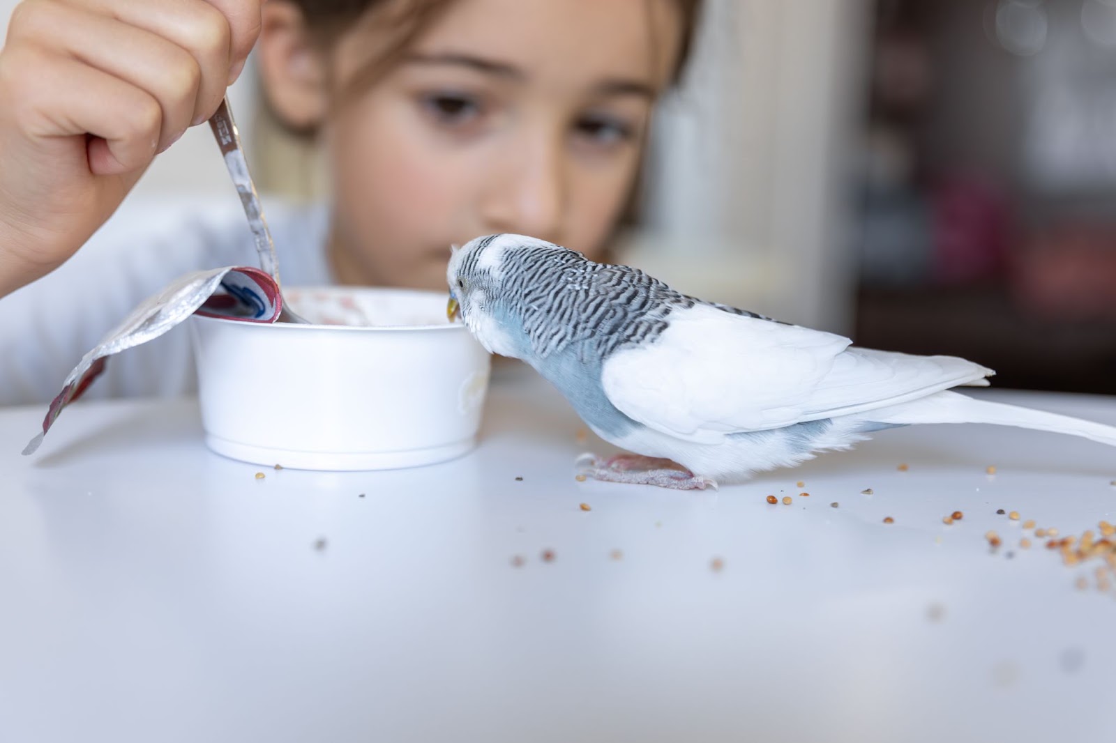 Muda de penas em aves: o que é importante saber?