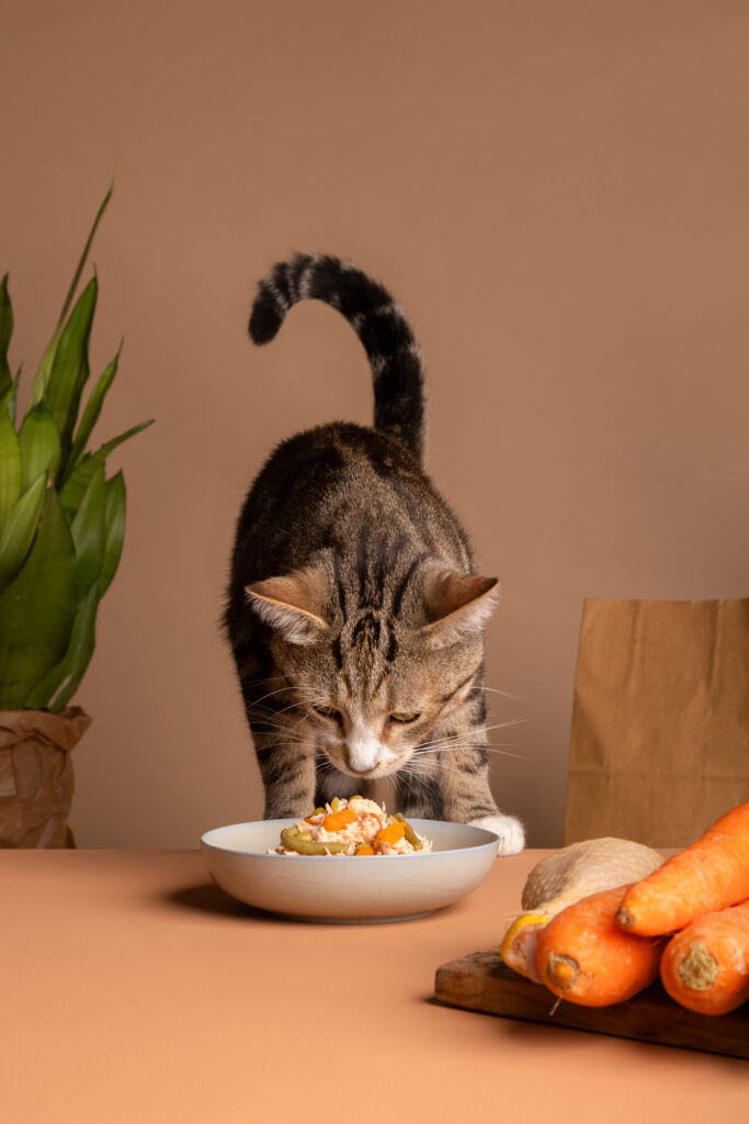 Rações naturais para gatos: conheça os ingredientes funcionais