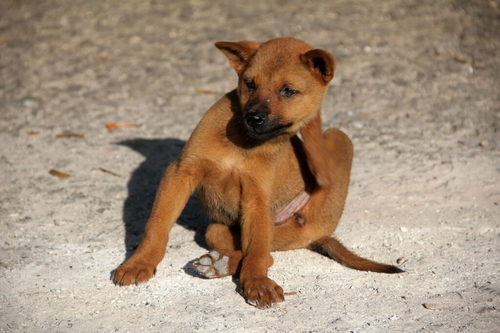 Tratamentos para pulgas e carrapatos no cachorro: Guia Definitivo de Prevenção e Combate