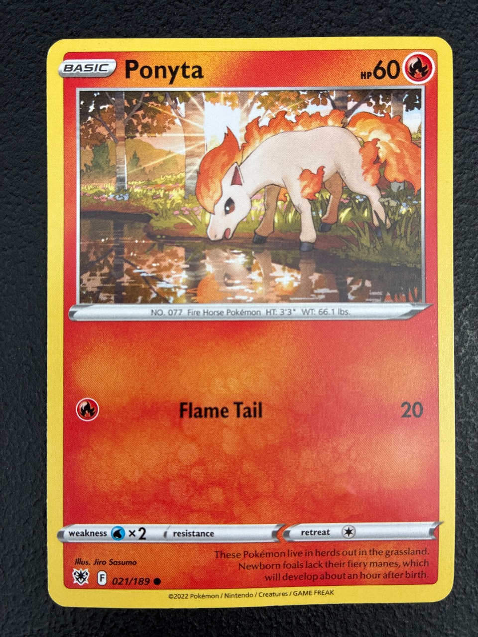 Ponyta