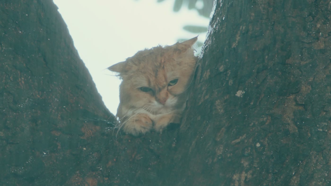 An orange cat sitting in the fork of a tree in the rain, from a Samsung Galaxy A film
