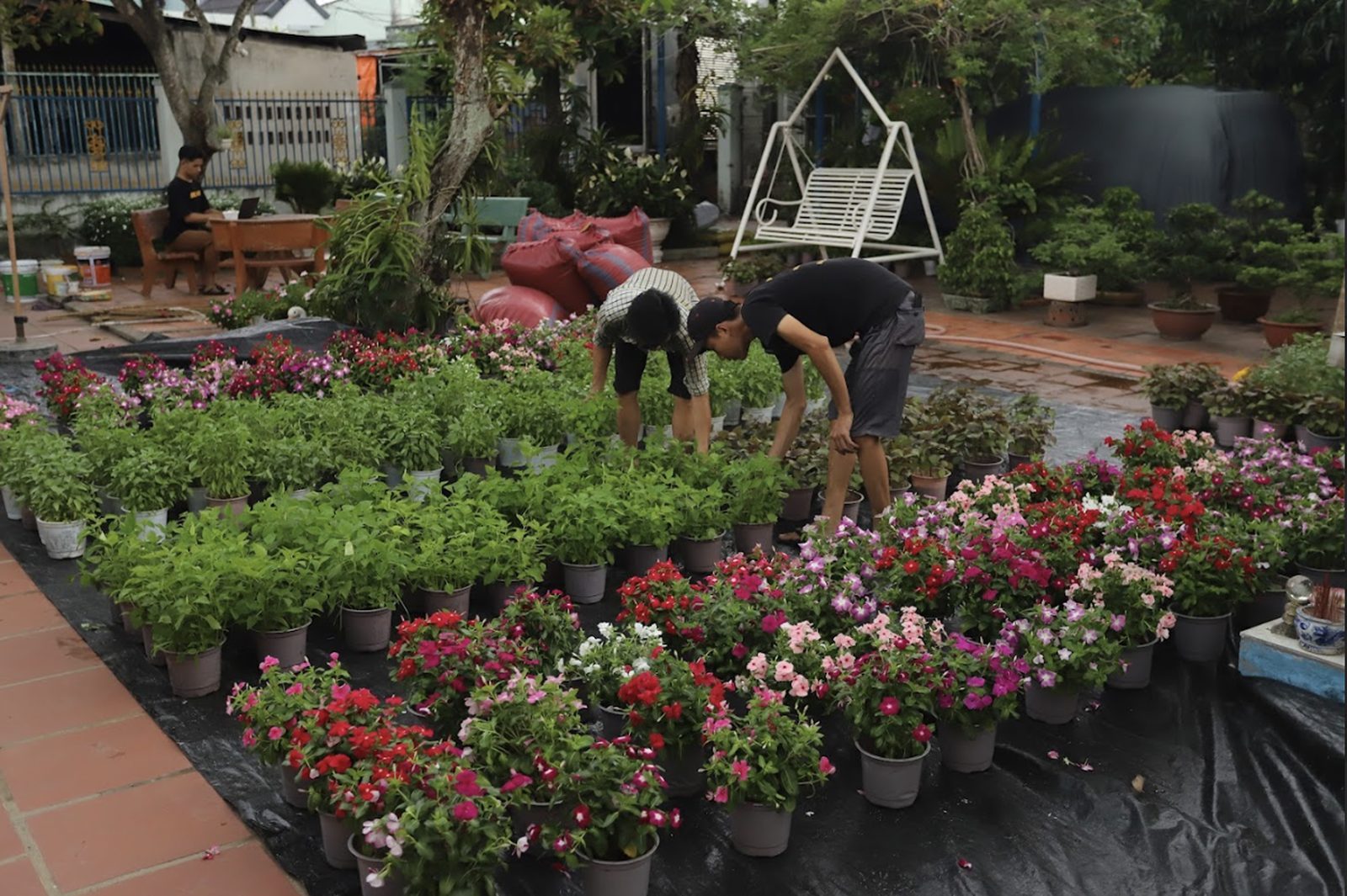 Surf, dressing the flowerbeds