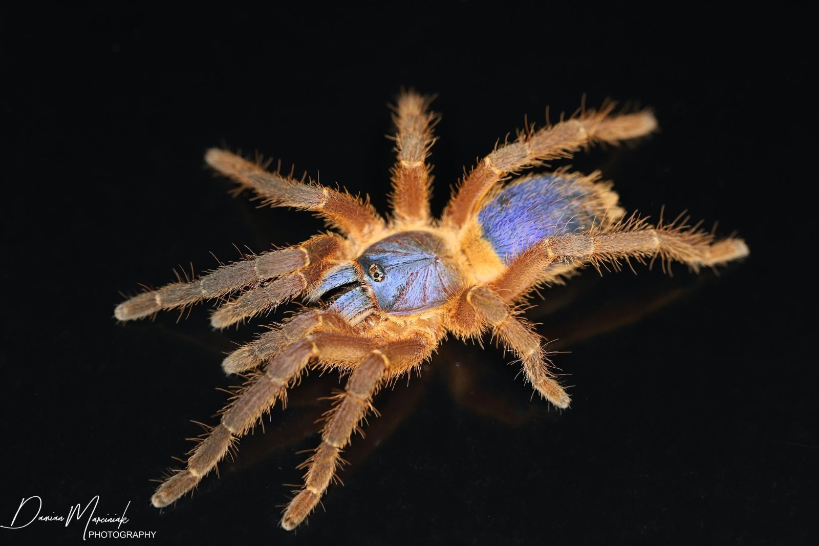 Ornithoctoninae Sp. Hon-sej (Blue Blaze Tarantula)