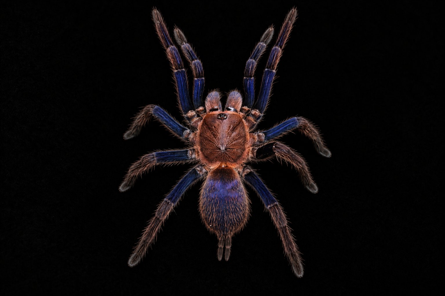 Chilobrachys sp. "Aladdin"