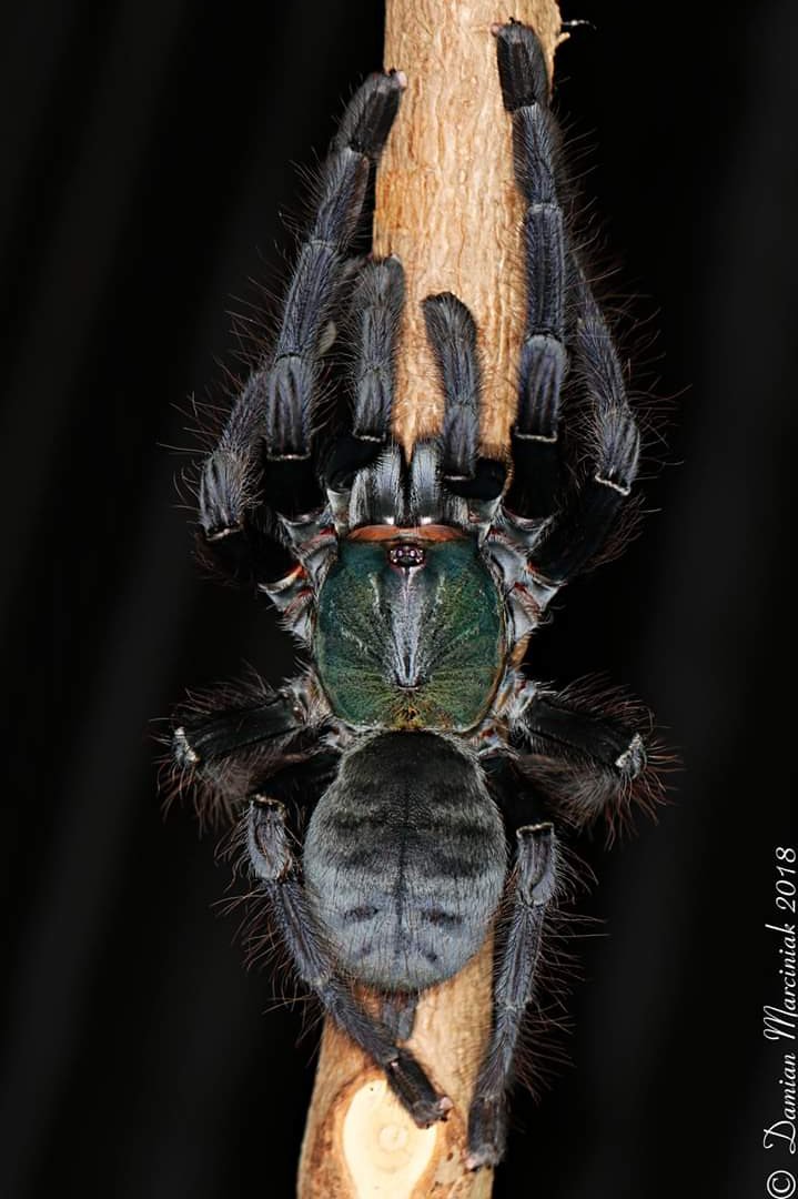 Omothymus sp. 'Valhalla' (emerald shadow tree tarantula)
