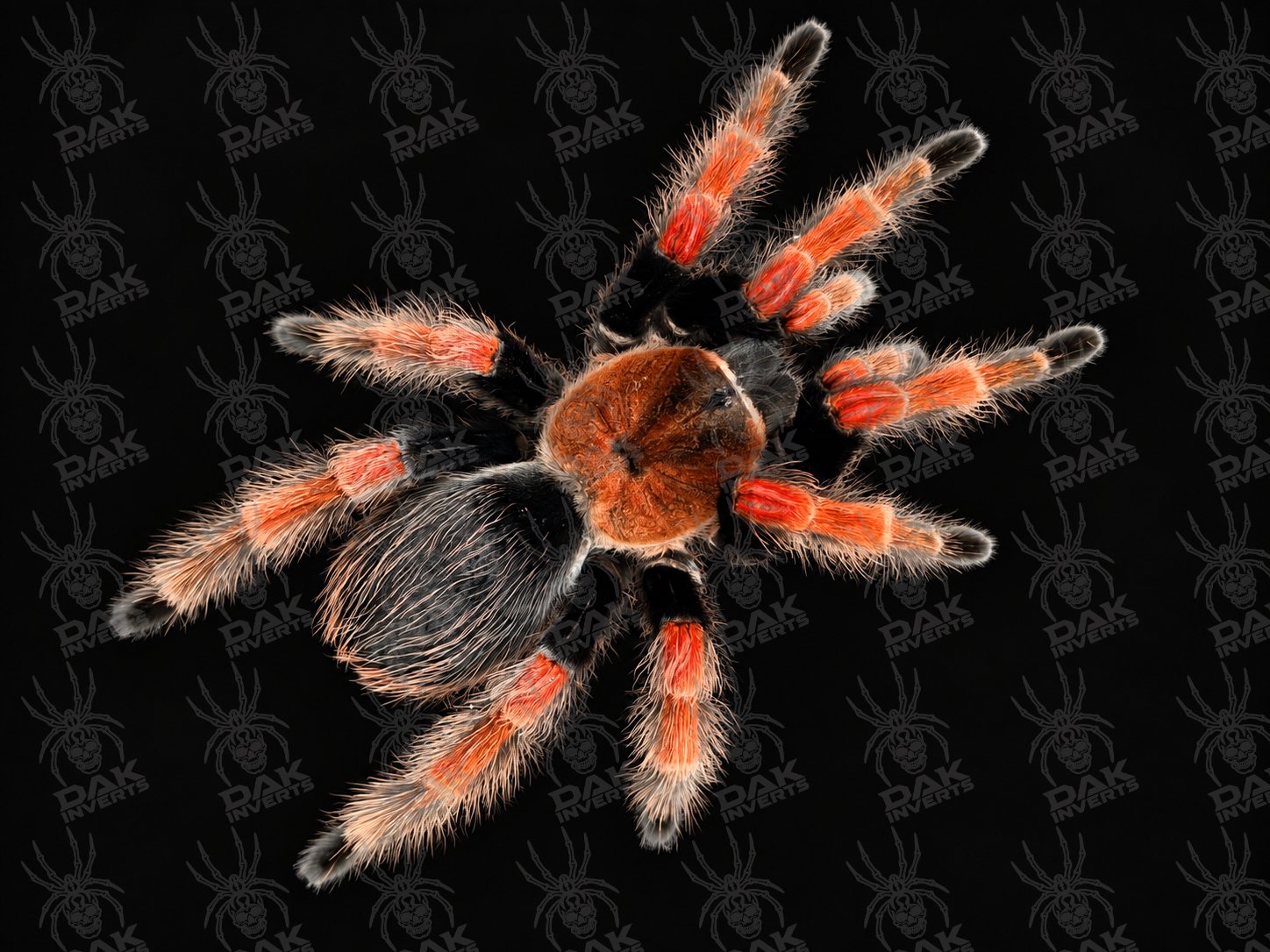 Brachypelma boehmei (Mexican Fire Leg)