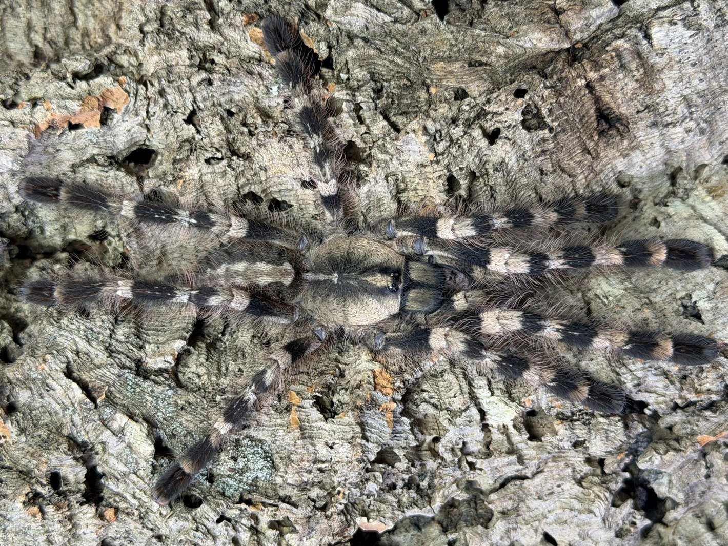 Poecilotheria Tigrinawesseli (Wessel's Tiger Ornamental)