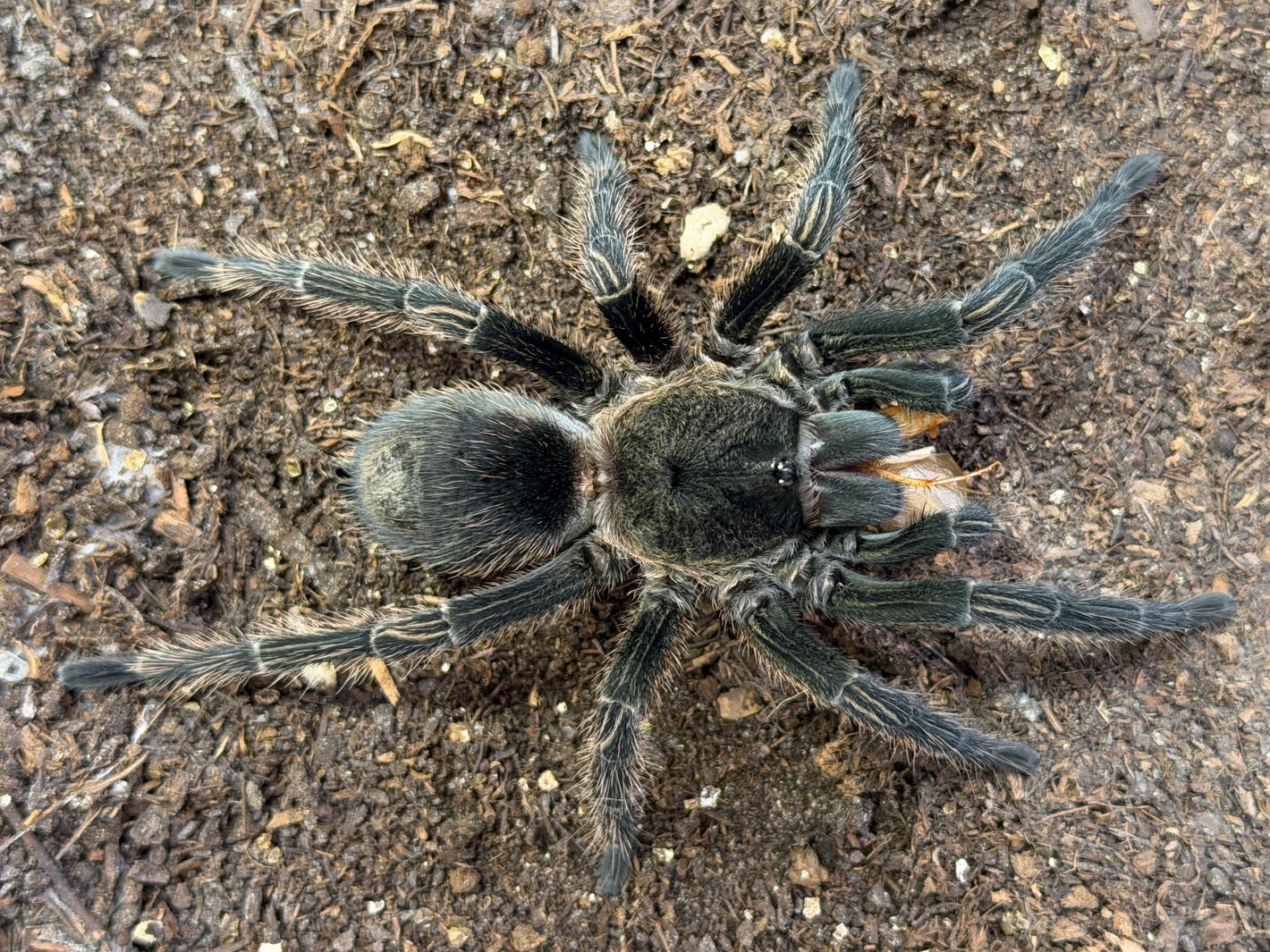 Ewok Pruriens (Peruvian Green Velvet)