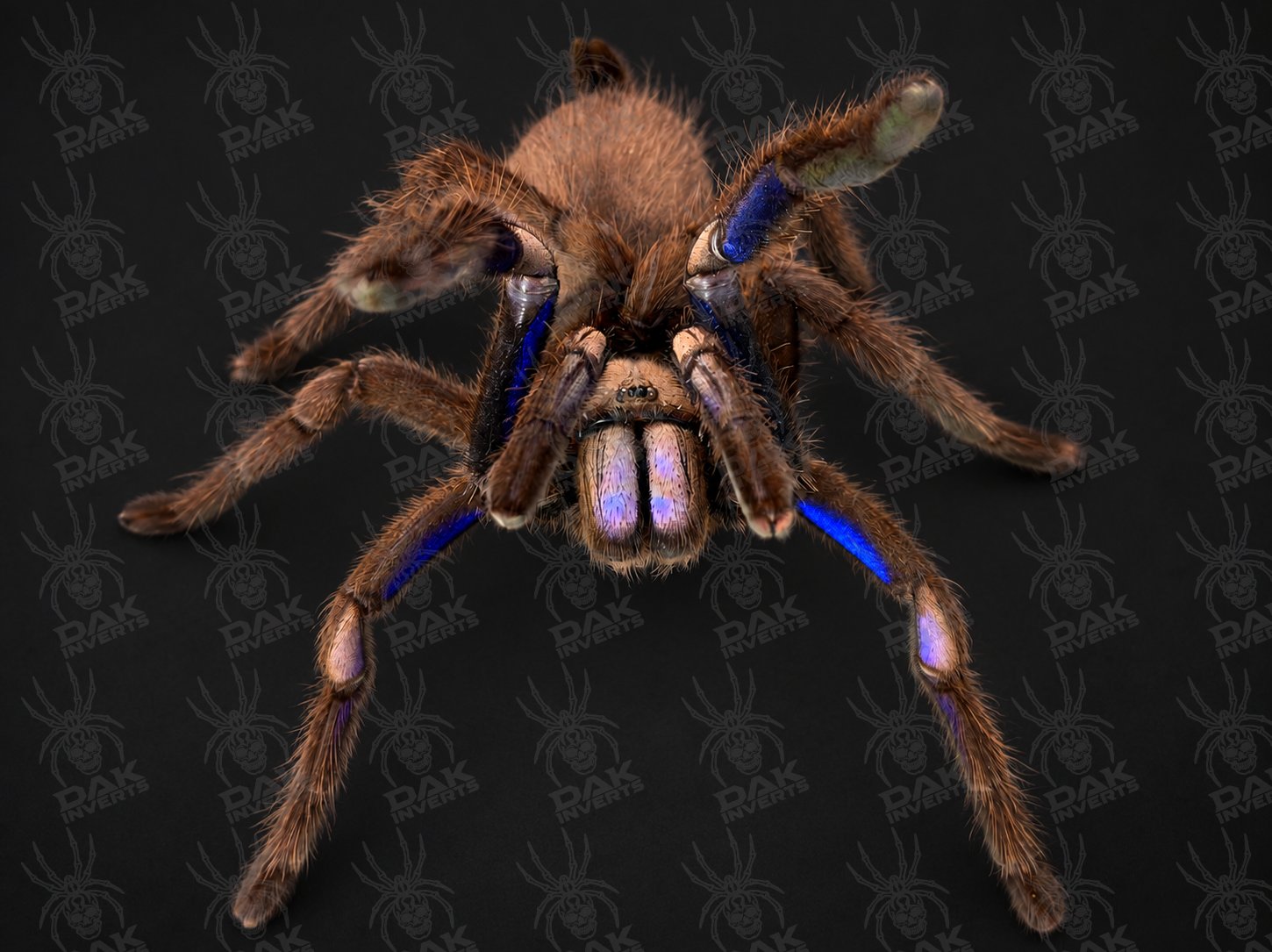 Chilobrachys natanicharum (Electric Blue Earth Tiger)