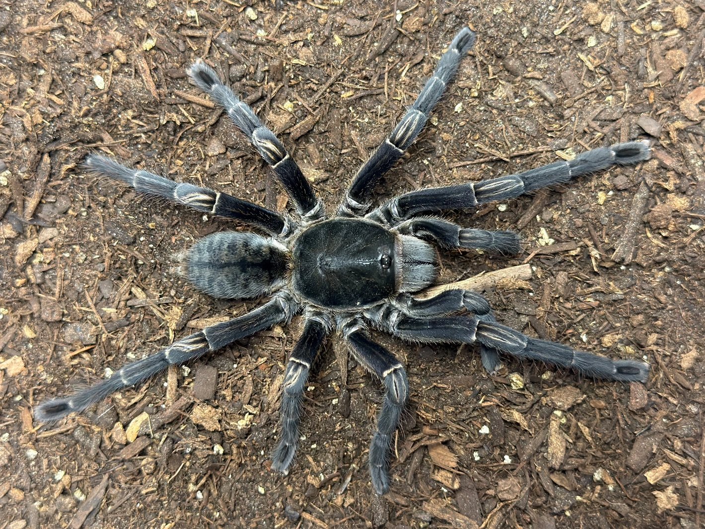 Melopoeus Vonwirthi (Vietnam Black)