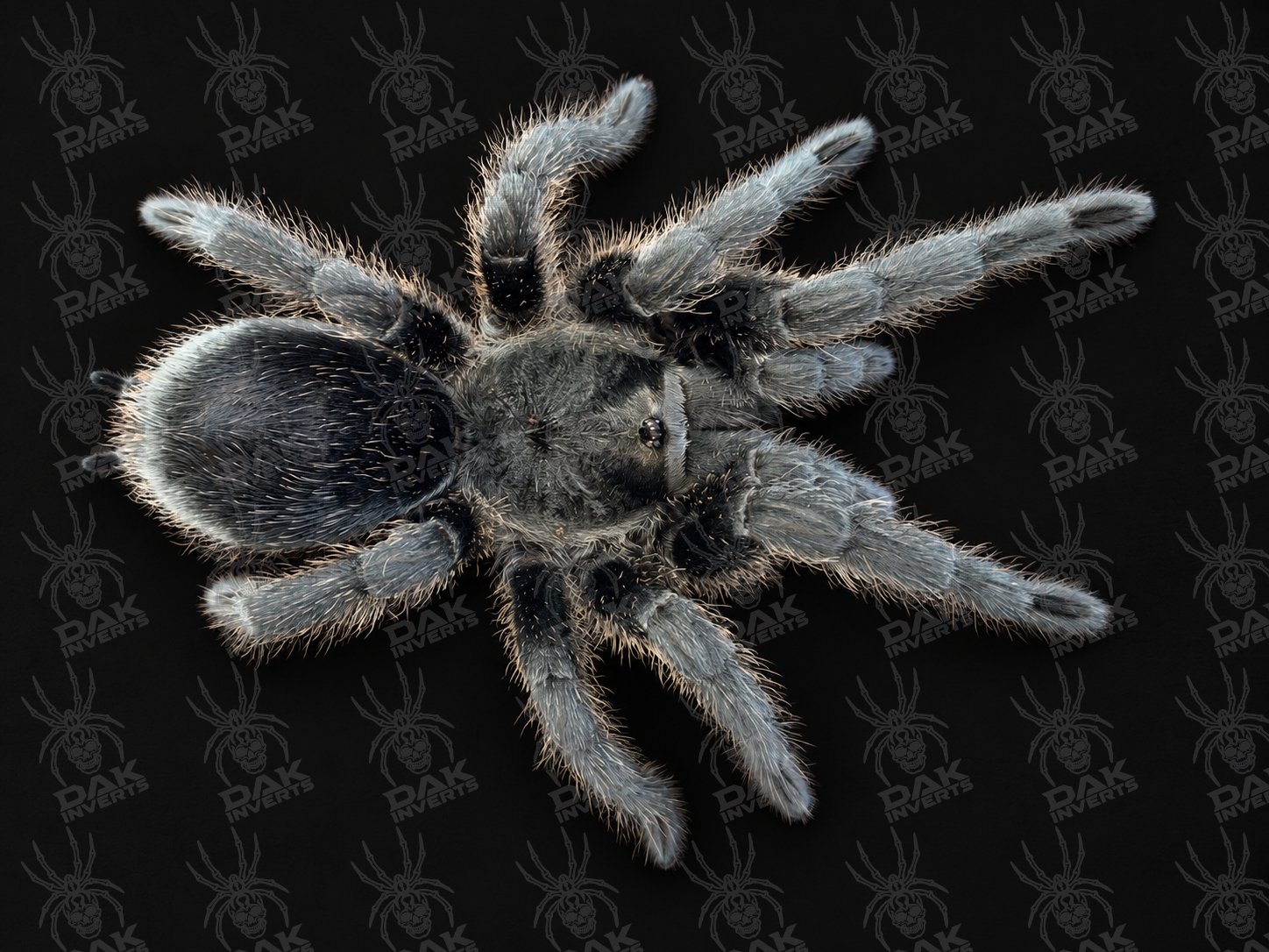 Grammostola quirogai (Uruguayan Black Beauty)