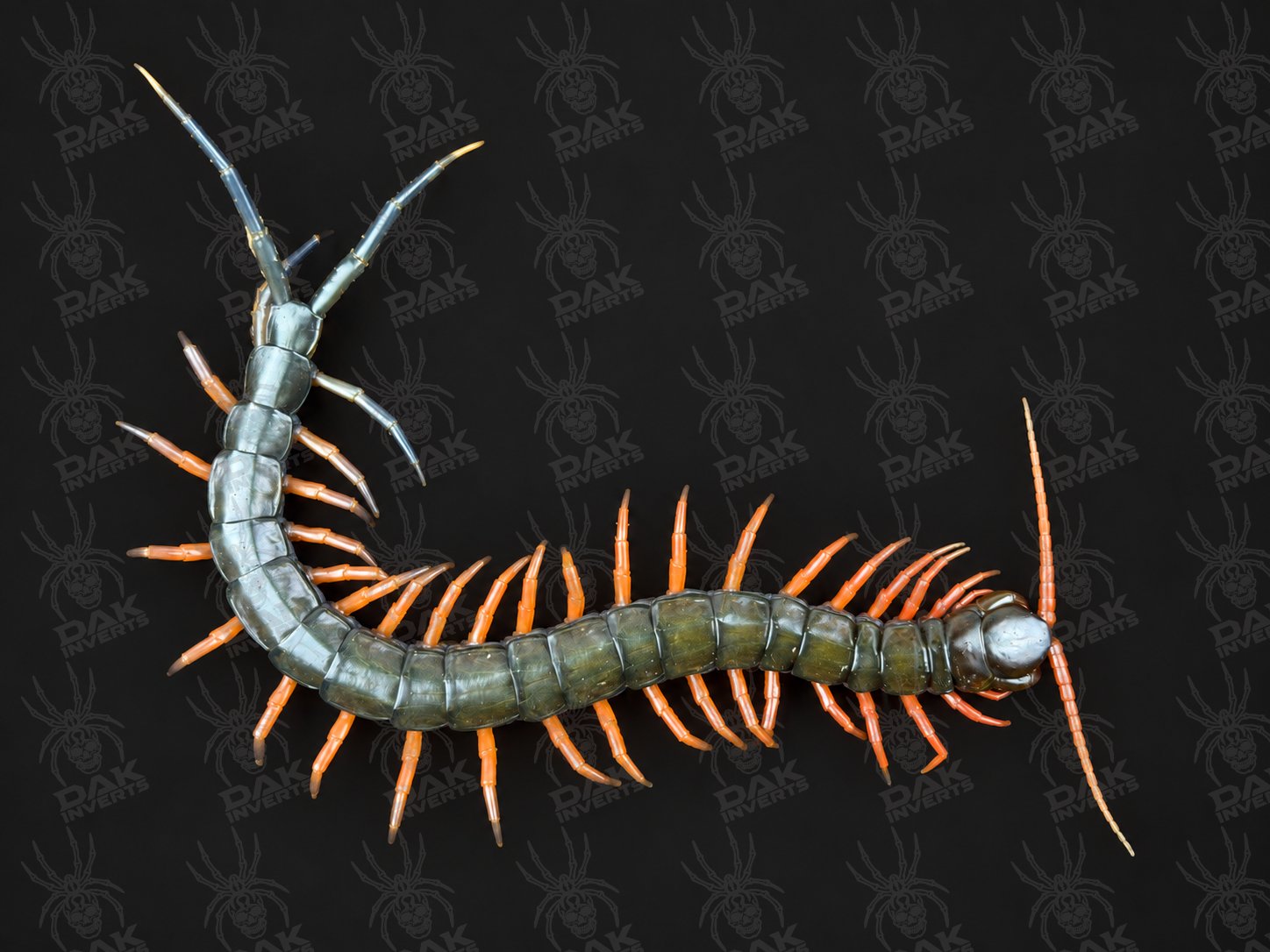 Scolopendra sp. 'Lowland Jewel' (Lowland Jewel Centipede)