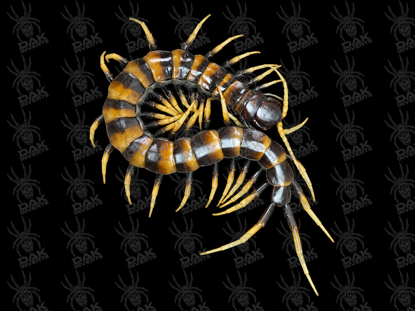 Scolopendra subspinipes 'piceoflava'