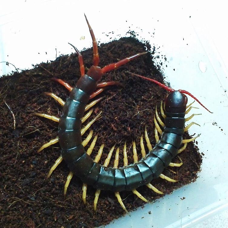 Scolopendra dehaani 'Yellow Legs' (Yellow Leg Giant Centipede)