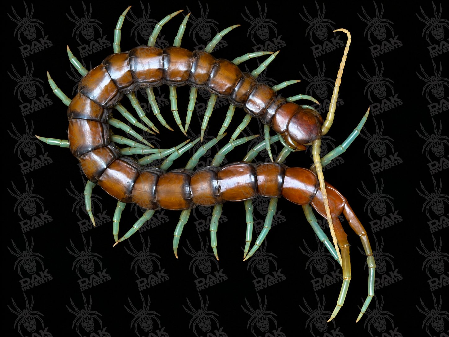 Scolopendra sp. Mint Legs