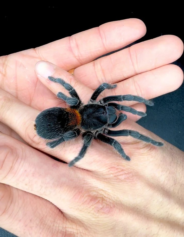 Homoeomma chilensis (Chilean Flame Rump)