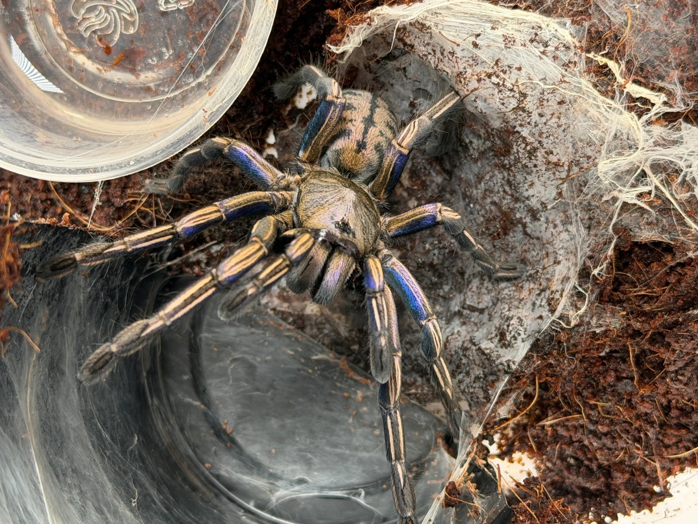 Melopoeus Albostriatus (Purple Zebra)