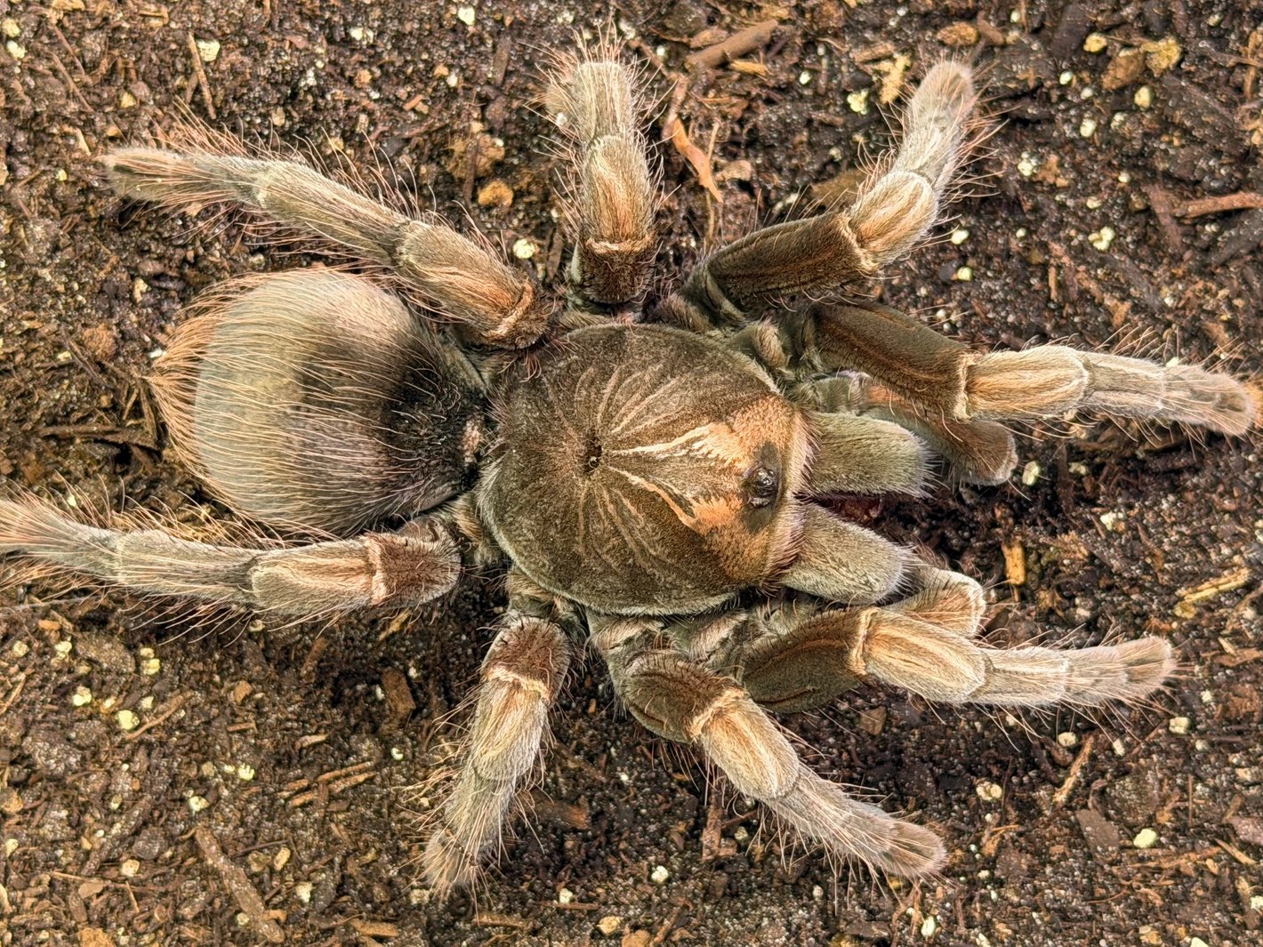 Pamphobeteus Cf. Nigricolor