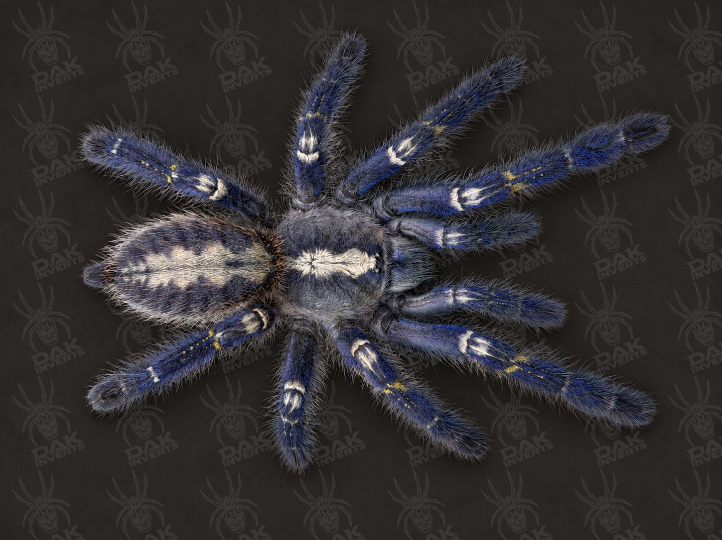 Poecilotheria metallica (Gooty Sapphire Ornamental)