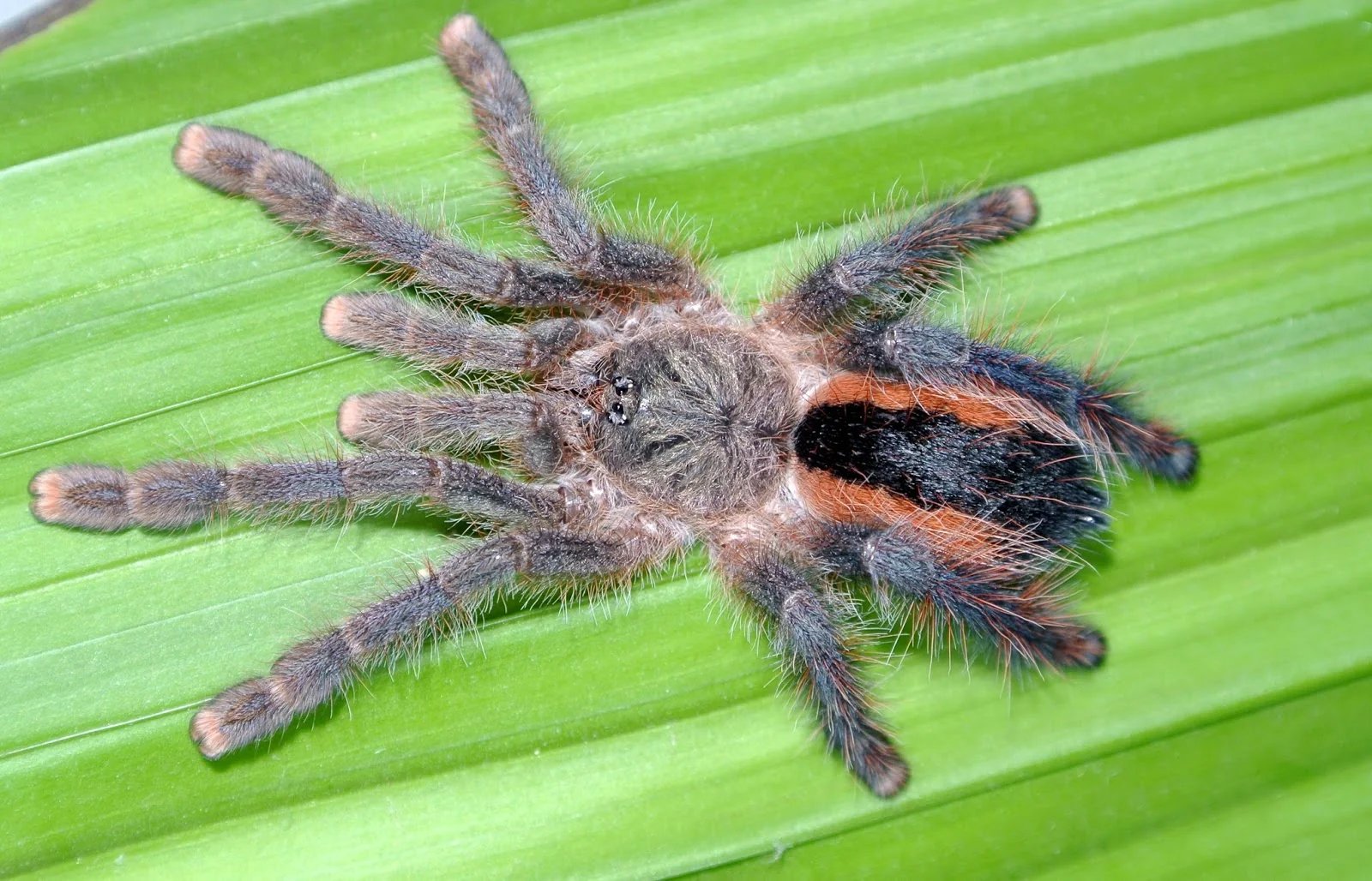 Avicularia hirschii (Brazilian Phantom Pink Toe)