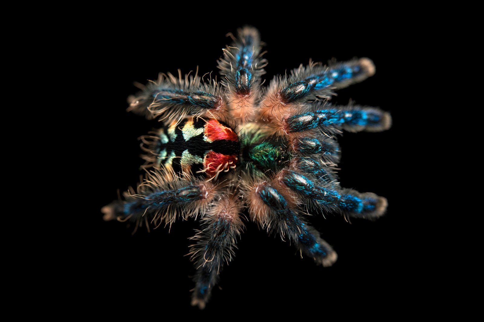 Typhochlaena seladonia (Brazilian Jewel Trapdoor Tarantula)