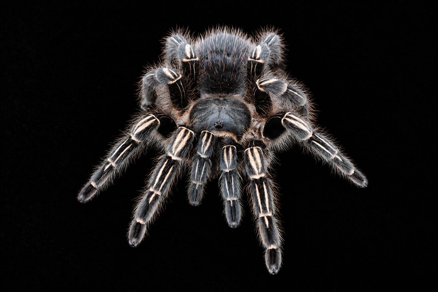Aphonopelma seemani (Costa Rican Zebra Knee)