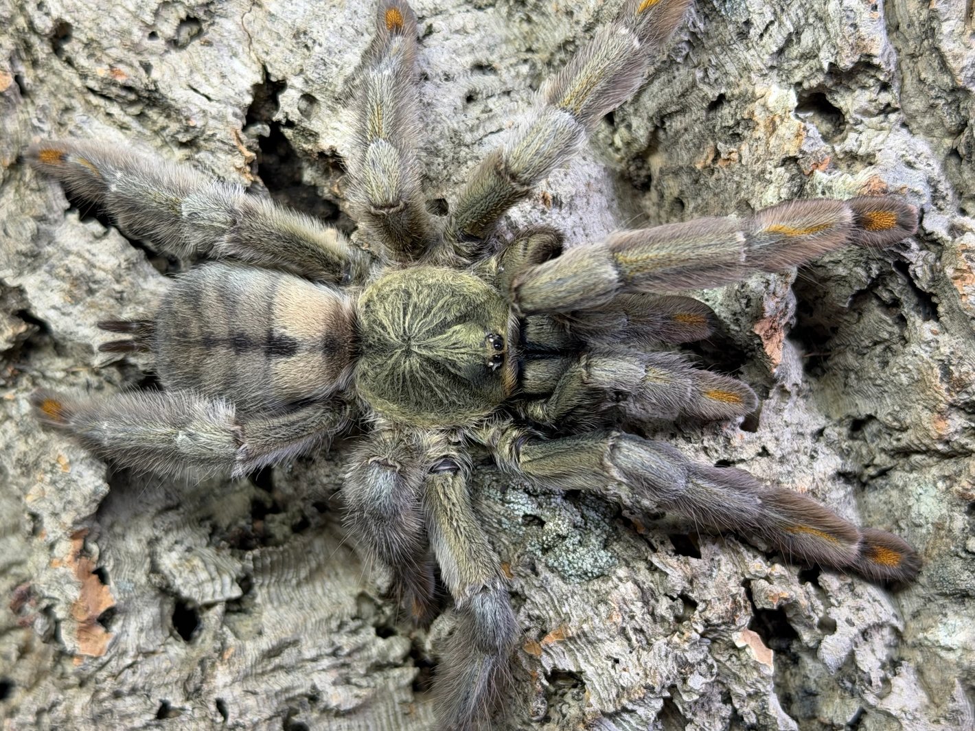 Psalmopoeus Cambridgei (Trinidad Chevron)