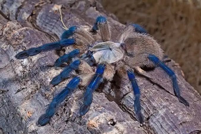 Monocentropus balfouri (Socotra Island Blue Baboon)