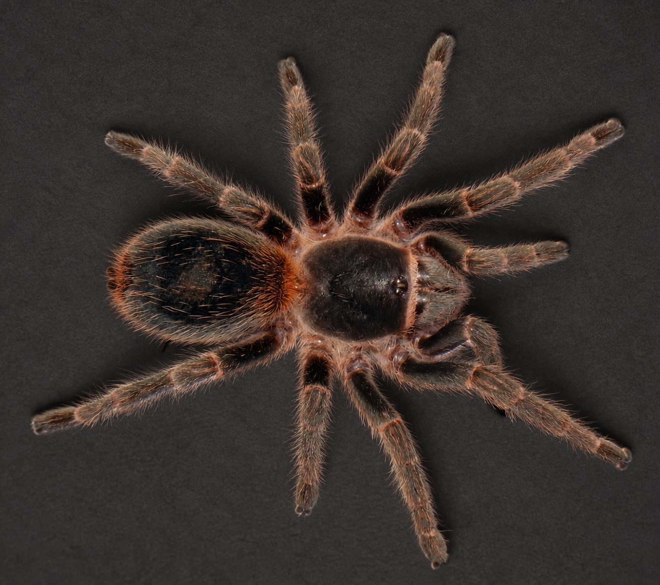 Homoeomma orellanai (Chilean Yellow Flame)