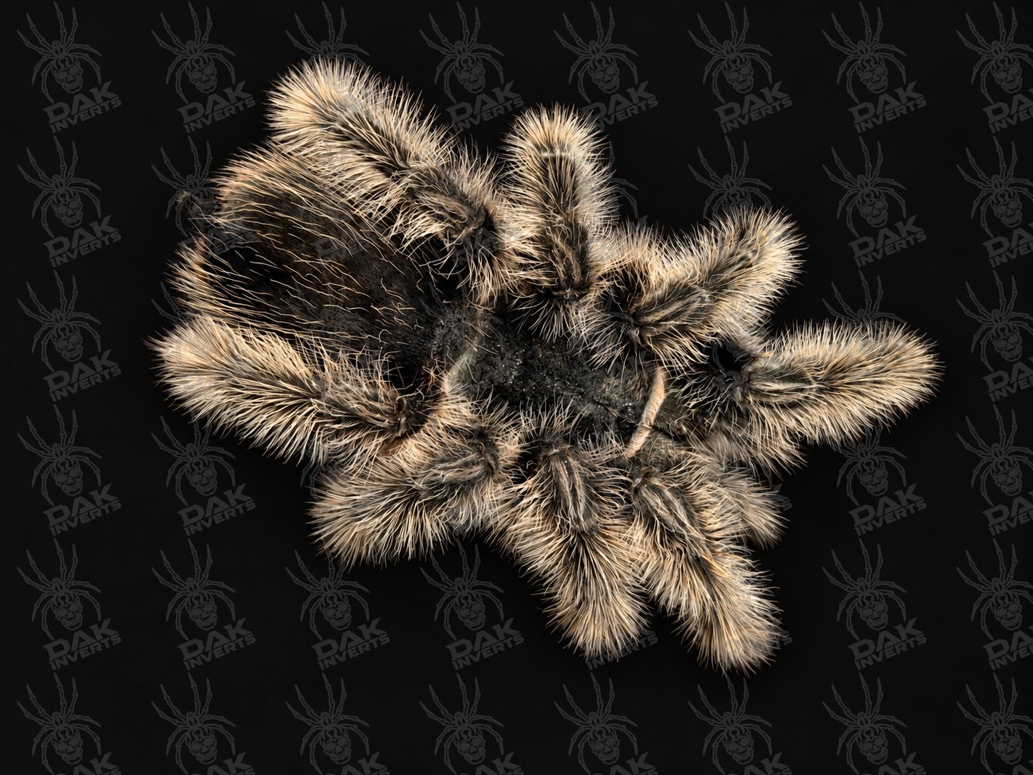 Tliltocatl albopilosum (Nicaraguan Curly Hair)