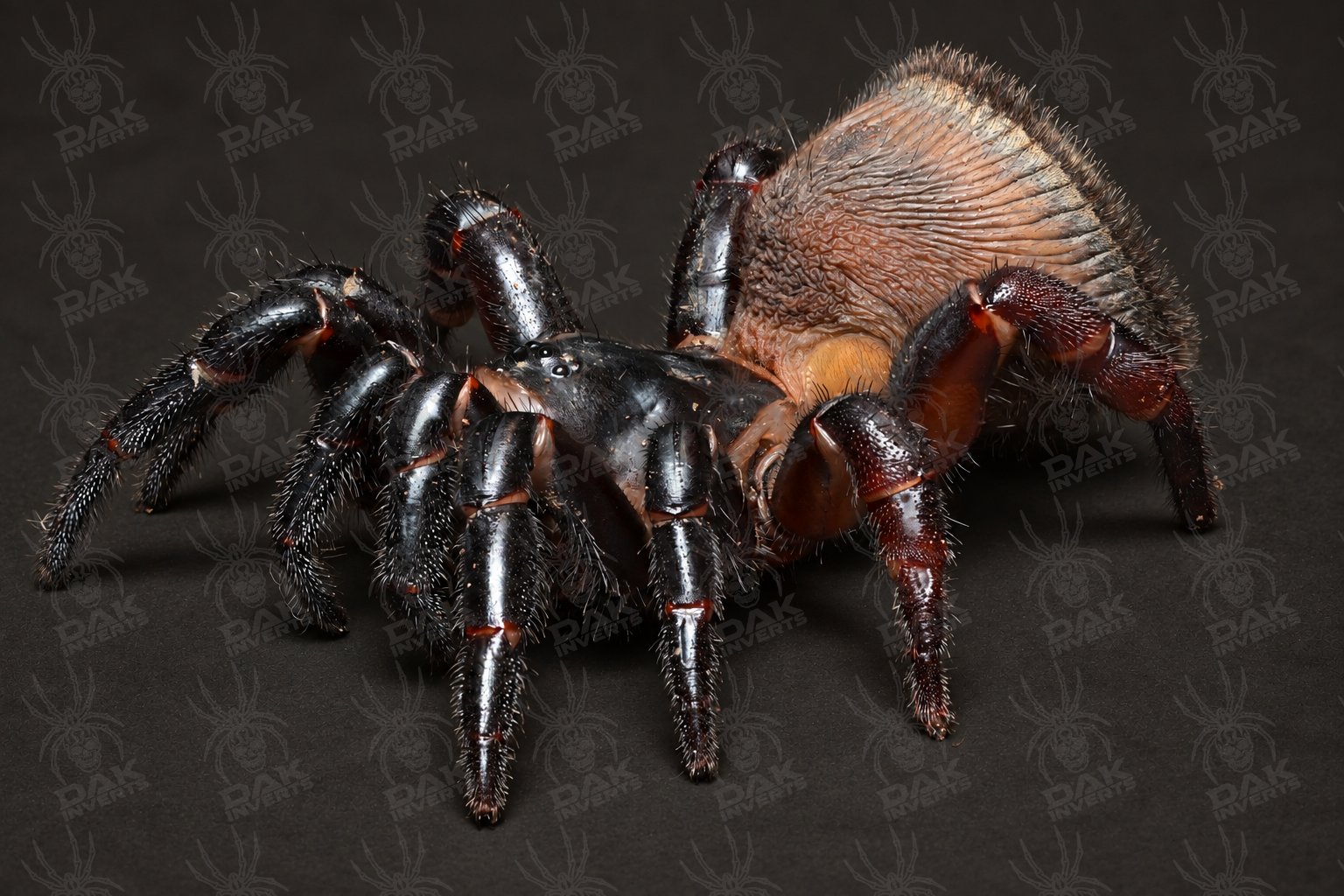 Cyclocosmia latusicosta  (Vietnamese Oreo Butt Trapdoor Spider)