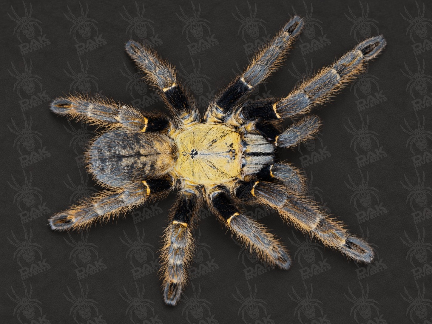 Ornithoctoninae Sp. 'Ho Chi Minh' (Ho Chi Minh Earth Tiger)