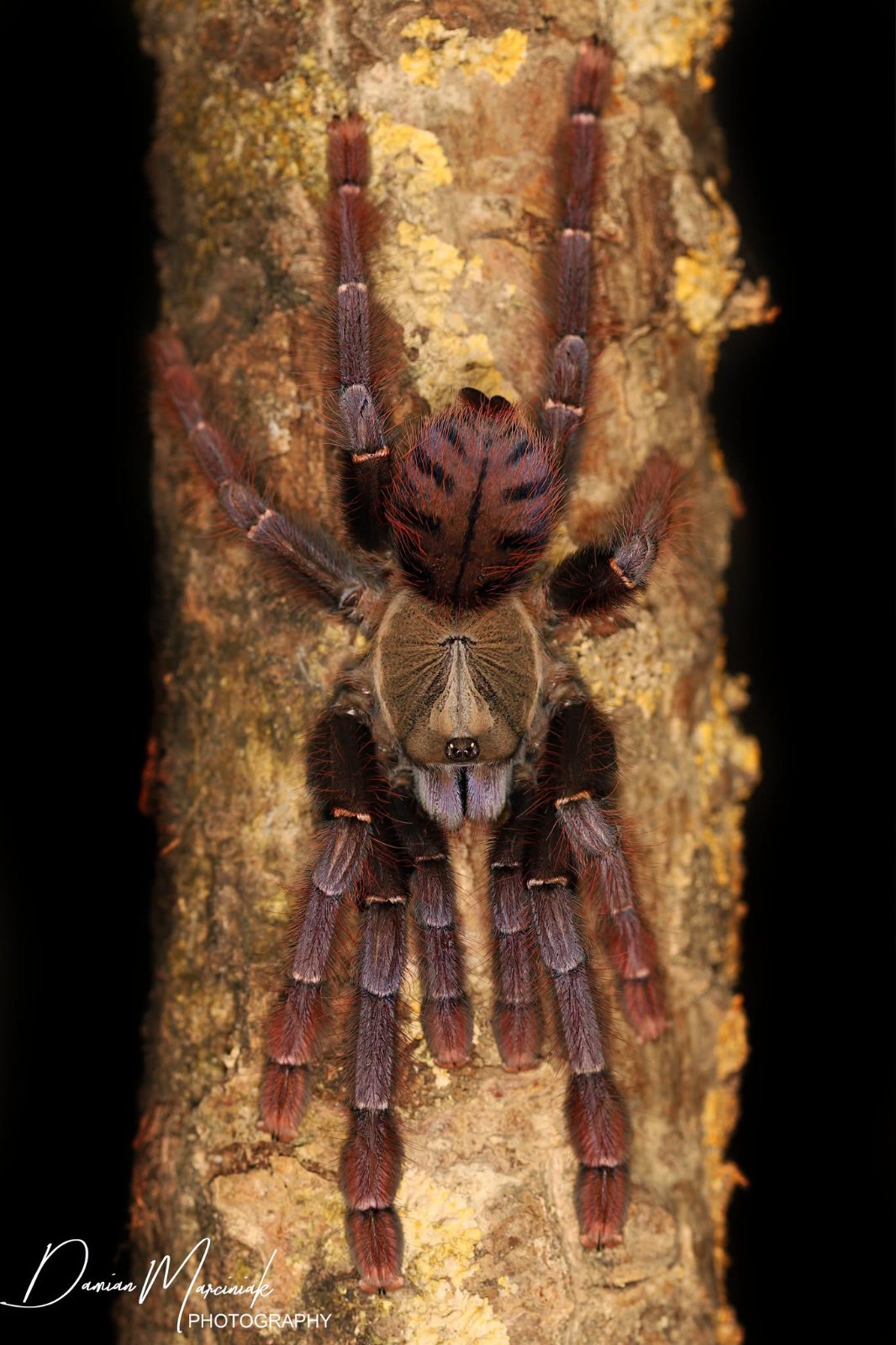 Phormingochilus sp 'Sabah Red' (Sabah Red Bat Eater)