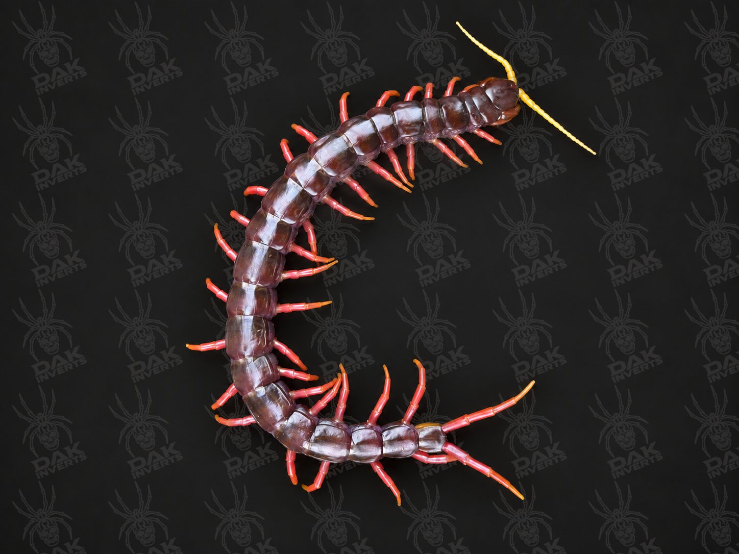 Scolopendra sp. 'Sumatran Purple'  (Sumatran Purple Centipede | Purple Giant | Red Rosie)
