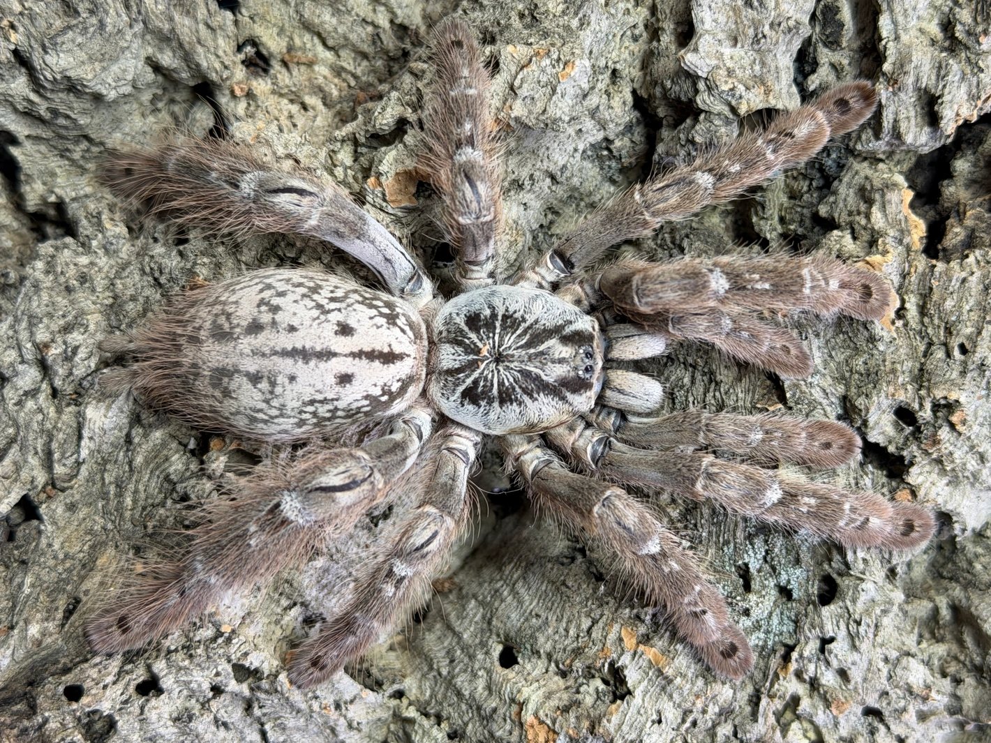 Heteroscodra Maculata (Togo Starburst Baboon)