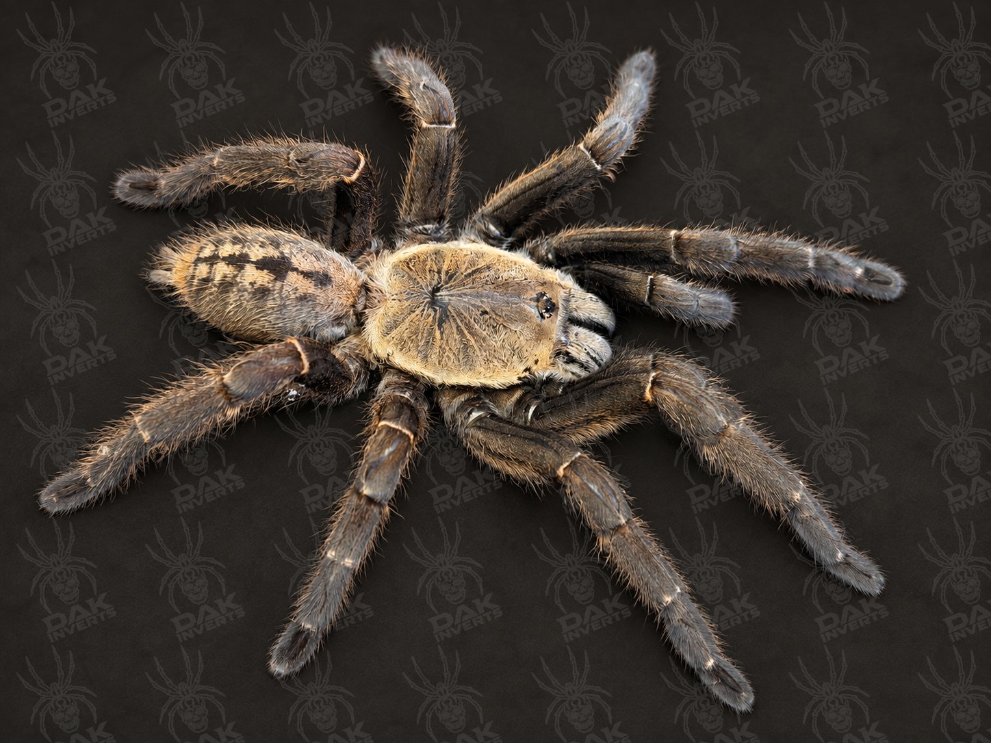 Melopoeus sp 'Nhen Dep' (Nhen Dep Earth Tiger)