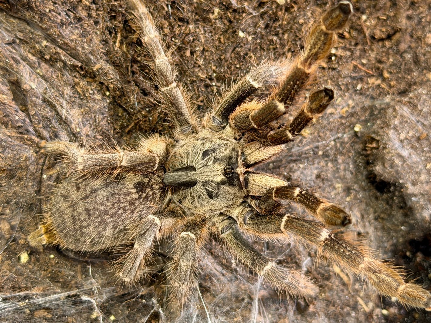 Ceratogyrus Darlingi (Rear-Horned Baboon)