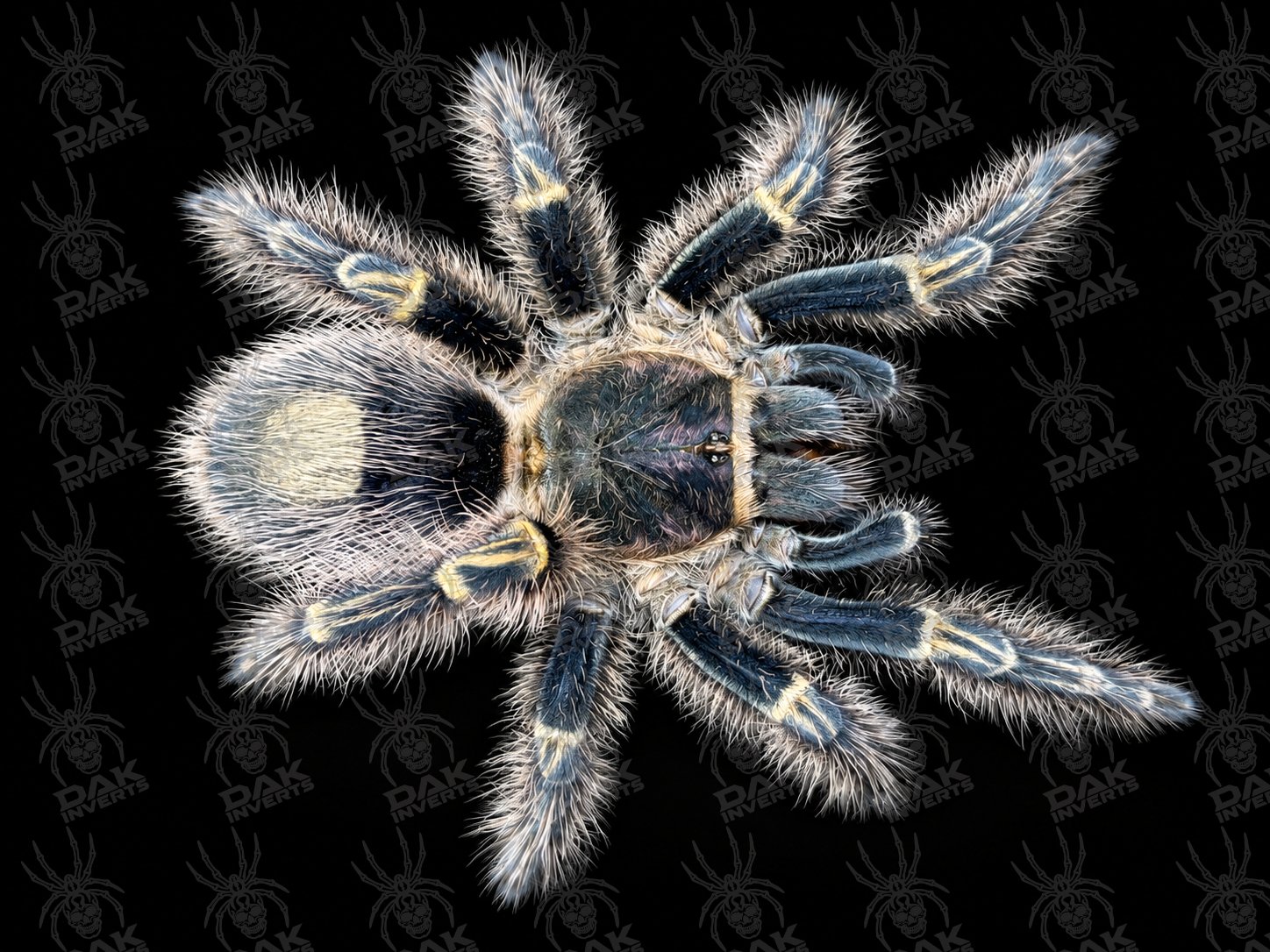 Grammostola pulchripes (Chaco Golden-Knee)