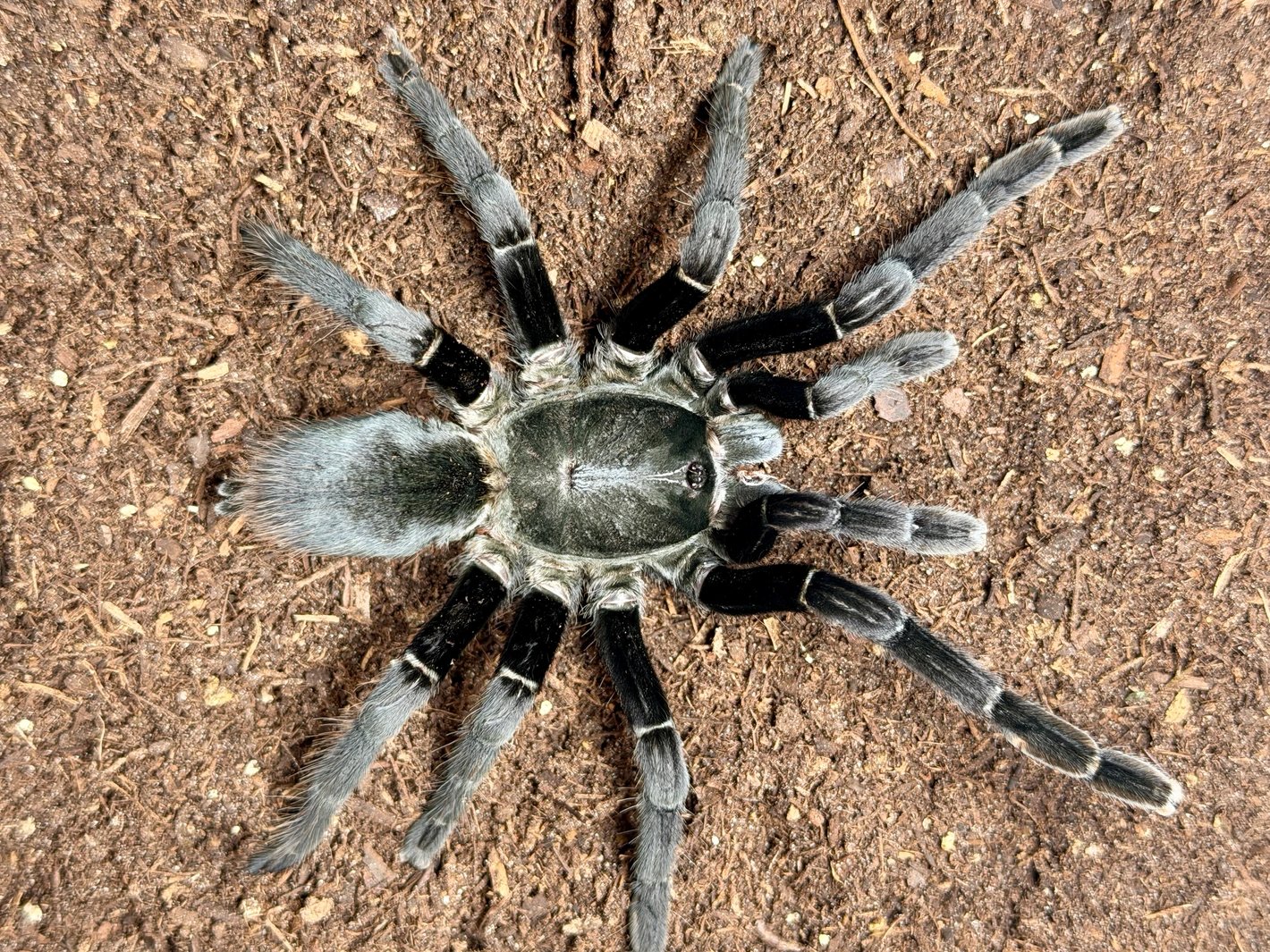 Ornithoctonus Sp. Uthai Thani