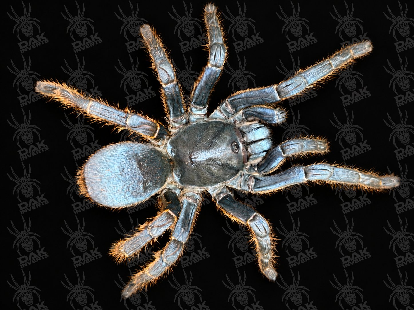 Ornithoctoninae sp 'Vietnam Silver' (Silver Earth Tiger)