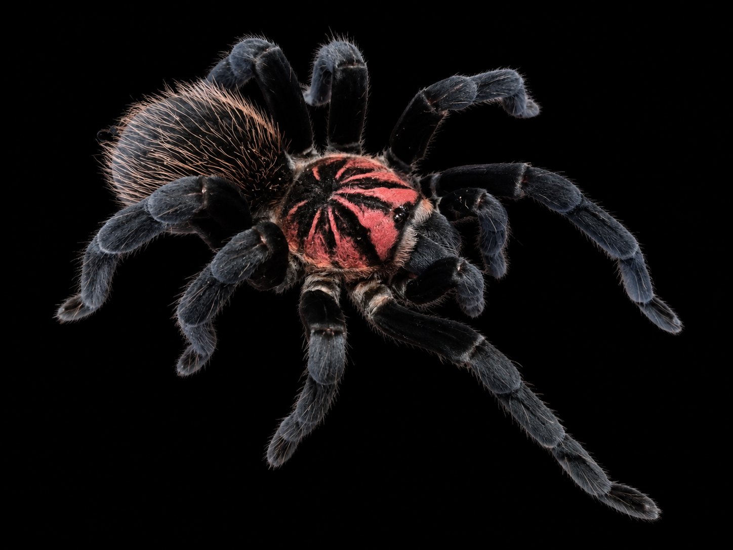 Xenesthis sp. megascopula