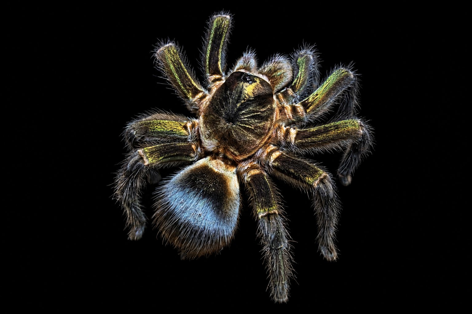 Phormictopus sp 'Full Green'