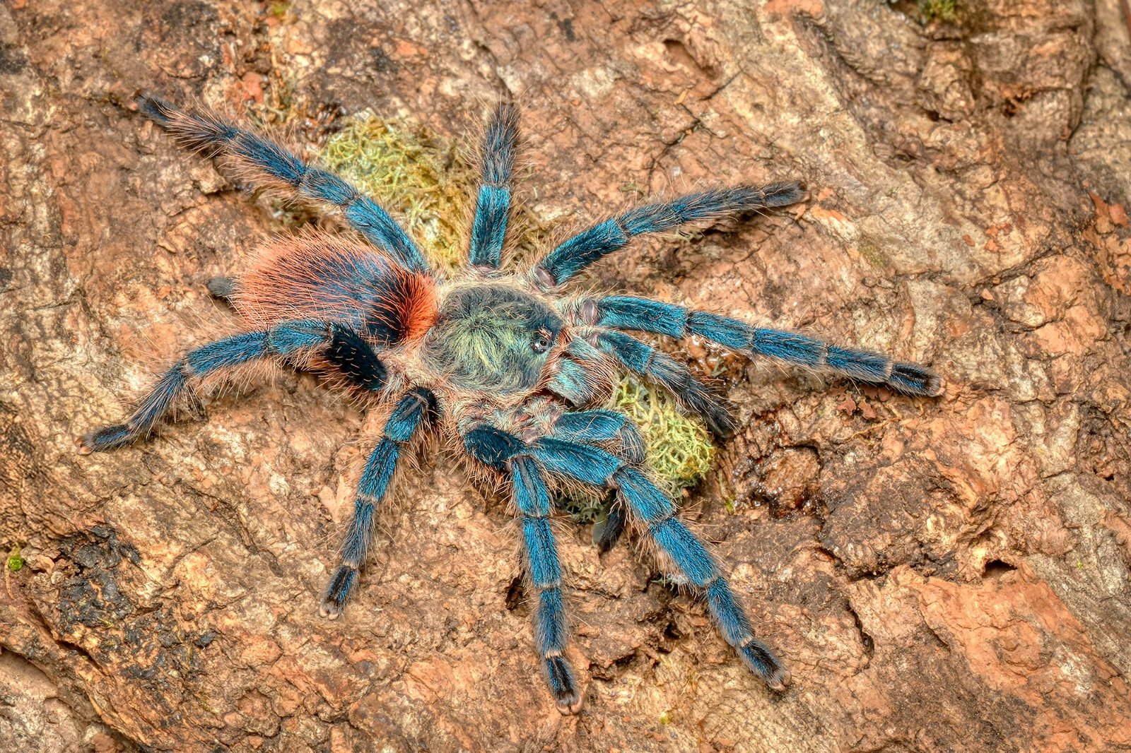 Dolichothele diamantinensis (Brazilian Blue Dwarf Beauty)