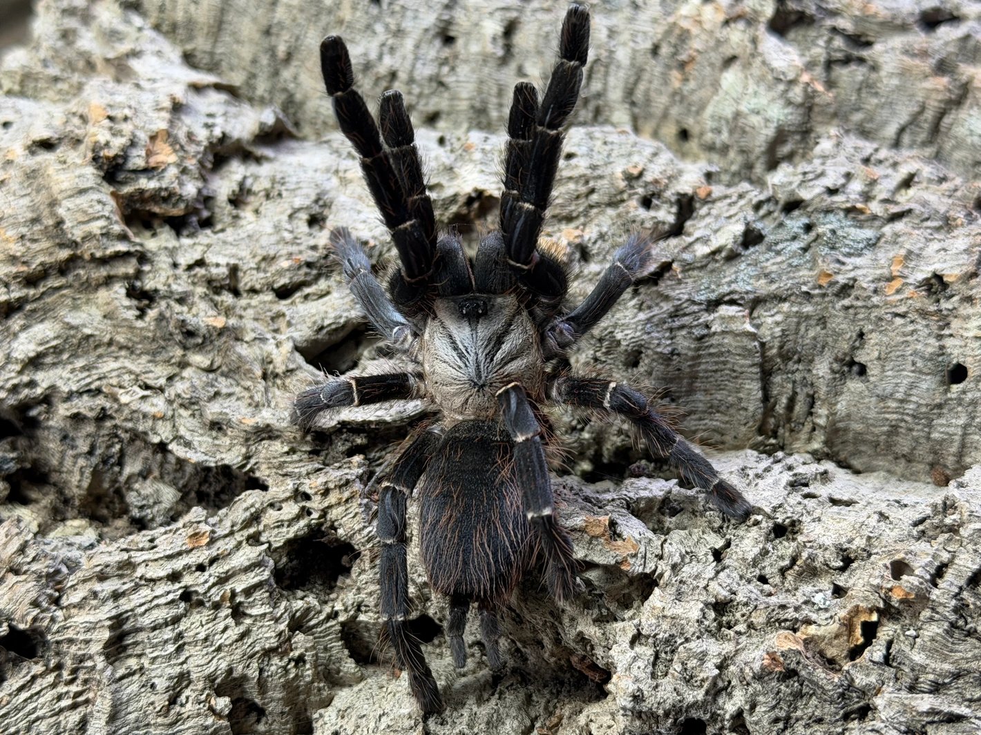Taksinus Bambus (Thai Bamboo Tarantula)