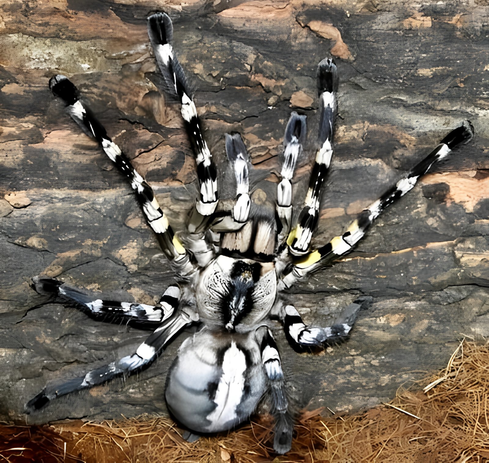 Poecilotheria regalis (Indian ornamental tarantula)