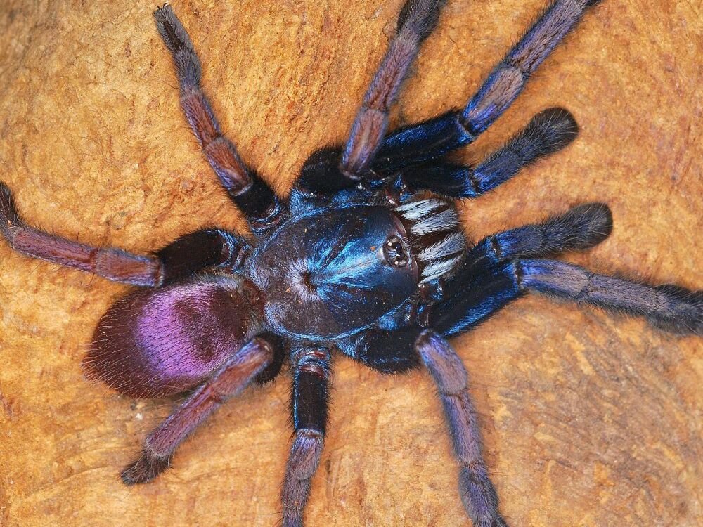Cilantica pyschedelicus (LSD Earth Tiger)